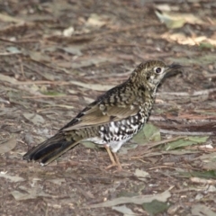 Zoothera lunulata (Bassian Thrush) at Merimbula, NSW - 26 Apr 2018 by RossMannell