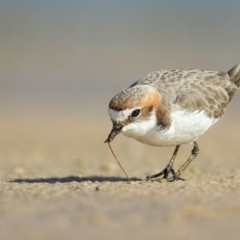 Anarhynchus ruficapillus (Red-capped Plover) at Cunjurong Point, NSW - 15 Aug 2014 by Leo