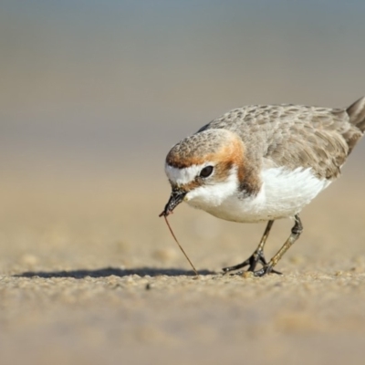 Anarhynchus ruficapillus (Red-capped Plover) at Cunjurong Point, NSW - 15 Aug 2014 by Leo