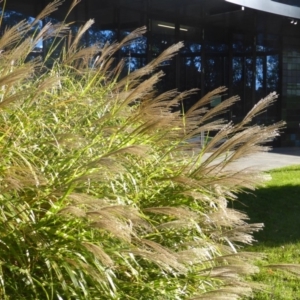 Miscanthus sinensis at Acton, ACT - 30 Apr 2017 03:22 PM