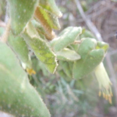 Correa reflexa var. reflexa (Common Correa, Native Fuchsia) at Stromlo, ACT - 25 Apr 2018 by MichaelMulvaney