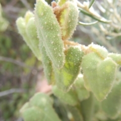 Correa reflexa var. reflexa at Stromlo, ACT - 25 Apr 2018 11:33 AM