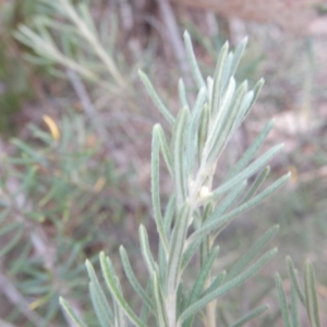 Bertya rosmarinifolia at Stromlo, ACT - 25 Apr 2018