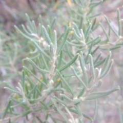 Bertya rosmarinifolia at Stromlo, ACT - 25 Apr 2018