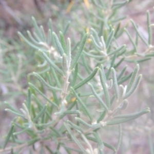 Bertya rosmarinifolia at Stromlo, ACT - 25 Apr 2018