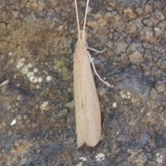 Triplectides sp. (genus) (A long-horned caddisfly) at Molonglo River Reserve - 28 Mar 2018 by michaelb