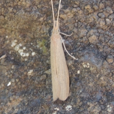 Triplectides sp. (genus) (A long-horned caddisfly) at Molonglo Valley, ACT - 28 Mar 2018 by michaelb