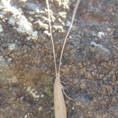 Triplectides sp. (genus) at Molonglo River Reserve - 28 Mar 2018 05:55 PM