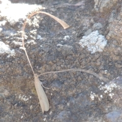 Triplectides sp. (genus) at Molonglo River Reserve - 28 Mar 2018 05:55 PM