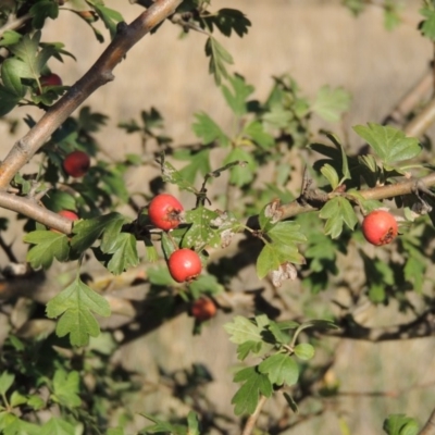 Crataegus monogyna (Hawthorn) at Molonglo Valley, ACT - 28 Mar 2018 by michaelb