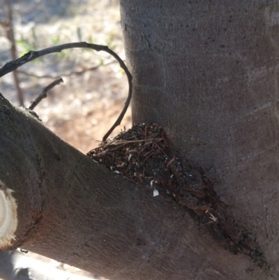 Papyrius nitidus (Shining Coconut Ant) at Garran, ACT - 1 May 2018 by nathkay