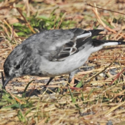 Melanodryas cucullata cucullata (Hooded Robin) at Tennent, ACT - 1 May 2018 by JohnBundock