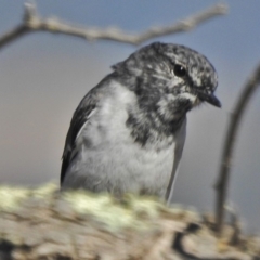 Melanodryas cucullata cucullata at Tennent, ACT - 1 May 2018