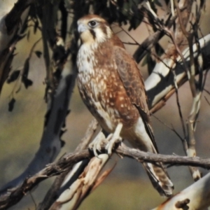 Falco berigora at Tennent, ACT - 1 May 2018 10:08 AM