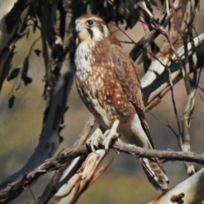 Falco berigora (Brown Falcon) at Tennent, ACT - 1 May 2018 by JohnBundock