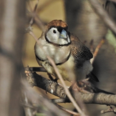 Stizoptera bichenovii (Double-barred Finch) at Tennent, ACT - 1 May 2018 by JohnBundock