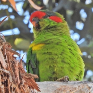 Glossopsitta concinna at Wanniassa, ACT - 1 May 2018