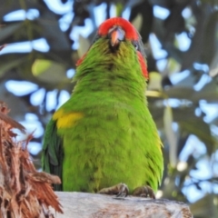 Glossopsitta concinna at Wanniassa, ACT - 1 May 2018