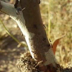 Papyrius nitidus (Shining Coconut Ant) at Isaacs, ACT - 1 May 2018 by Mike