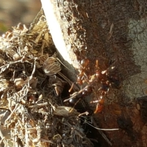 Papyrius nitidus at Isaacs, ACT - suppressed