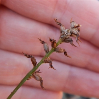 Corunastylis clivicola (Rufous midge orchid) at Kambah, ACT - 1 May 2018 by CathB