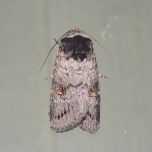 Proteuxoa restituta at Conder, ACT - 28 Mar 2018 11:29 PM