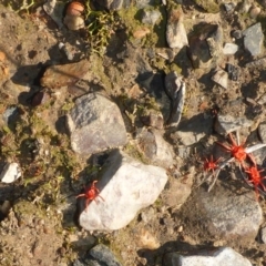 Trombidiidae (family) at Aranda, ACT - 30 Apr 2018 04:18 PM