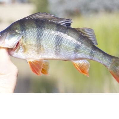 Perca fluviatilis (Redfin) at Dickson Wetland - 1 May 2018 by jb2602