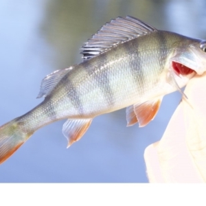 Perca fluviatilis at Dickson, ACT - 1 May 2018