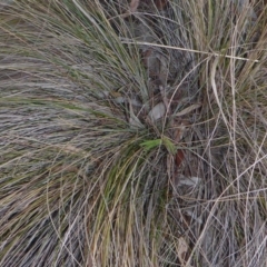 Nassella trichotoma (Serrated Tussock) at Aranda, ACT - 30 Apr 2018 by JanetRussell