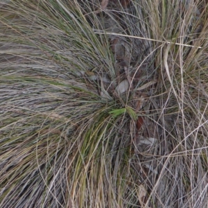 Nassella trichotoma at Aranda, ACT - 30 Apr 2018