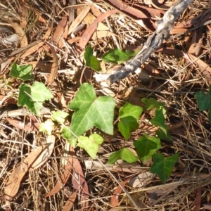 Hedera sp. (helix or hibernica) at Aranda, ACT - 30 Apr 2018