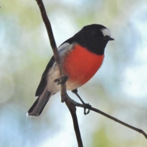 Petroica boodang at Tharwa, ACT - 1 May 2018