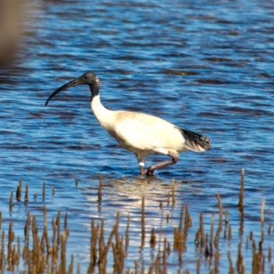 Threskiornis molucca (Australian White Ibis) at Merimbula, NSW - 26 Apr 2018 by RossMannell