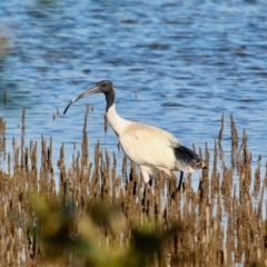 Threskiornis molucca at Merimbula, NSW - 26 Apr 2018 11:28 AM