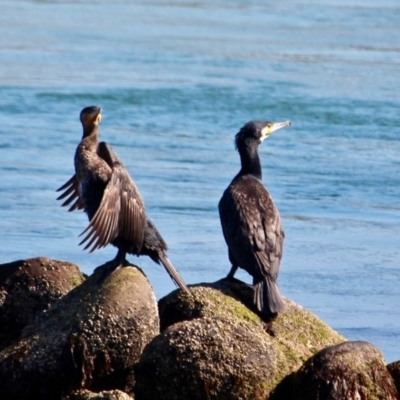 Phalacrocorax carbo (Great Cormorant) at Merimbula, NSW - 26 Apr 2018 by RossMannell