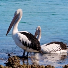 Pelecanus conspicillatus (Australian Pelican) at Merimbula, NSW - 26 Apr 2018 by RossMannell