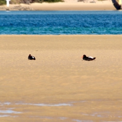 Haematopus longirostris (Australian Pied Oystercatcher) at Merimbula, NSW - 26 Apr 2018 by RossMannell