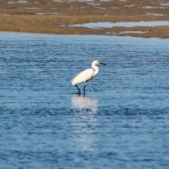 Egretta garzetta (Little Egret) at Merimbula, NSW - 26 Apr 2018 by RossMannell