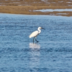 Egretta garzetta at Merimbula, NSW - 26 Apr 2018 11:22 AM