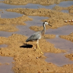 Egretta novaehollandiae (White-faced Heron) at Merimbula, NSW - 26 Apr 2018 by RossMannell