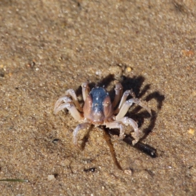 Mictyris platycheles (Soldier Crab) at Merimbula, NSW - 26 Apr 2018 by RossMannell