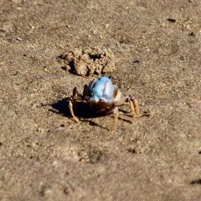 Mictyris longicarpus (Soldier Crab) at Merimbula, NSW - 26 Apr 2018 by RossMannell