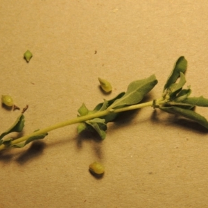 Atriplex semibaccata at Fyshwick, ACT - 28 Apr 2018