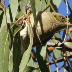 Ptilotula fusca (Fuscous Honeyeater) at Garran, ACT - 23 Apr 2018 by roymcd