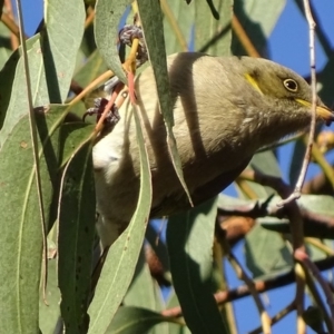 Ptilotula fusca at Garran, ACT - 23 Apr 2018