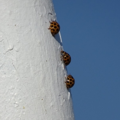 Harmonia conformis (Common Spotted Ladybird) at Garran, ACT - 23 Apr 2018 by roymcd