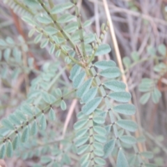 Indigofera adesmiifolia at Stromlo, ACT - 25 Apr 2018
