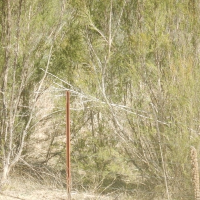 Vombatus ursinus (Common wombat, Bare-nosed Wombat) at Stromlo, ACT - 25 Apr 2018 by MichaelMulvaney