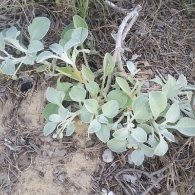 Arctotheca populifolia (Beach Daisy) at Pambula, NSW - 30 Apr 2018 by DeanAnsell